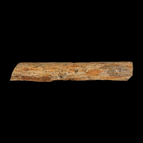 4.3" Corythosaurus Fossil Limb Bone Section Judith River Cretaceous Dinosaur COA - Fossil Age Minerals