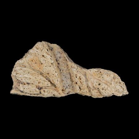 2.2" Triceratops Fossil Frill With Blood Grooves Lance Creek FM Cretaceous Dinosaur WY