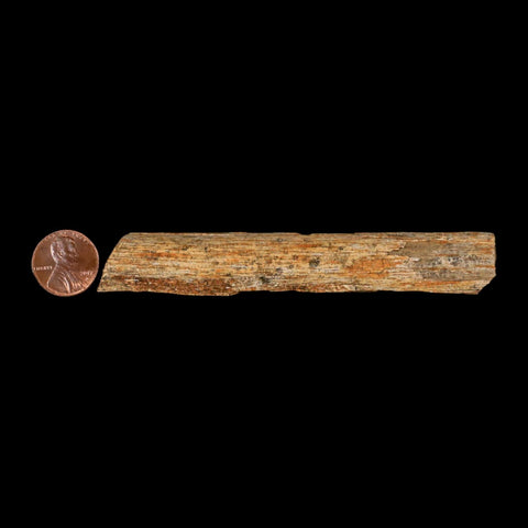 4.3" Corythosaurus Fossil Limb Bone Section Judith River Cretaceous Dinosaur COA - Fossil Age Minerals