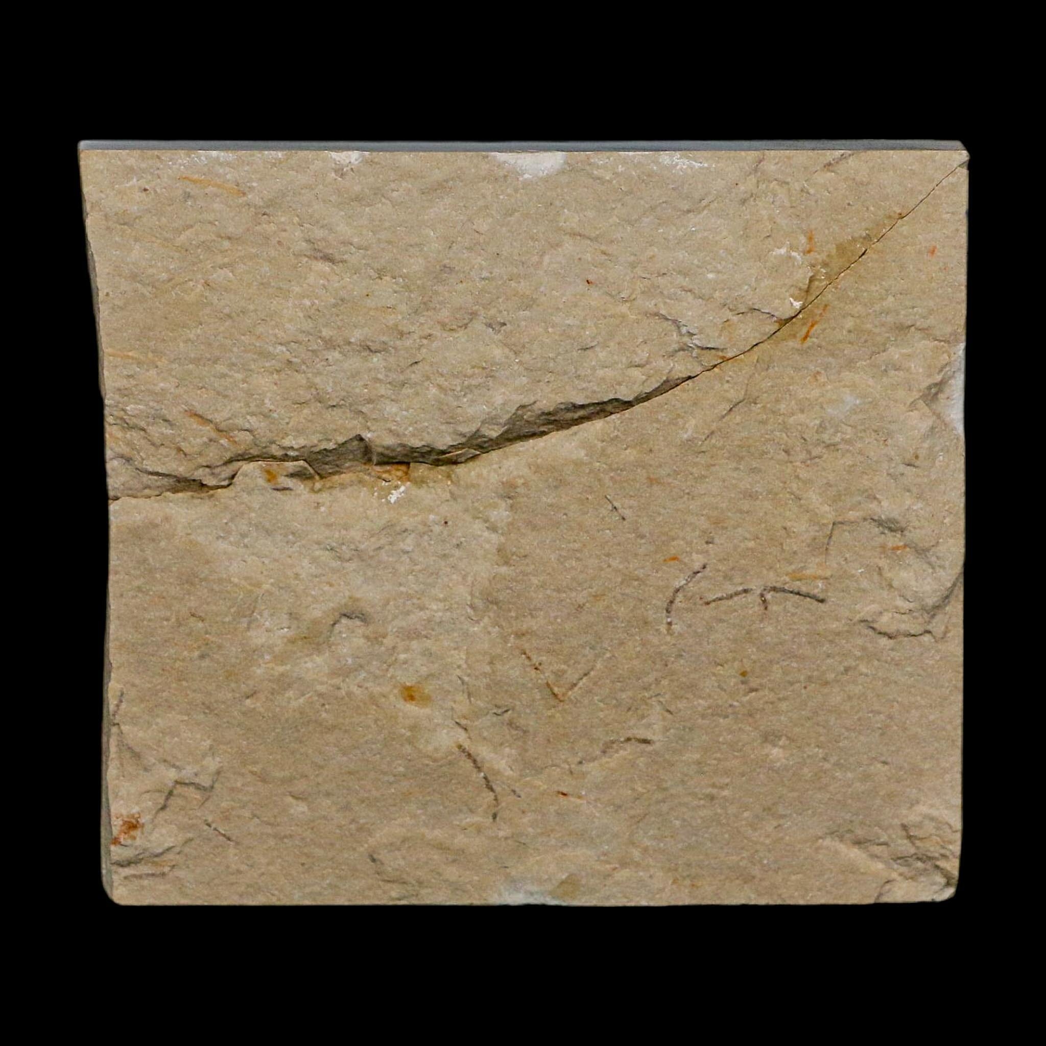 1.3" Fossil Shrimp Carpopenaeus Cretaceous Age 100 Mil Yrs Old Lebanon COA - Fossil Age Minerals