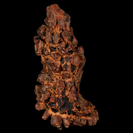 2.8" Prehistoric Coprolite Fossil Specimen Poop Dung Miocene Madagascar
