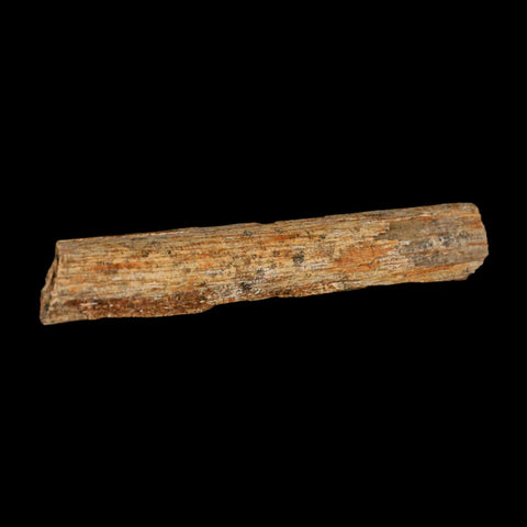 4.3" Corythosaurus Fossil Limb Bone Section Judith River Cretaceous Dinosaur COA - Fossil Age Minerals