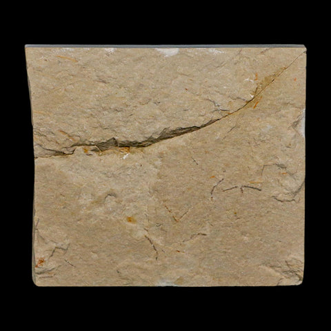 1.3" Fossil Shrimp Carpopenaeus Cretaceous Age 100 Mil Yrs Old Lebanon COA
