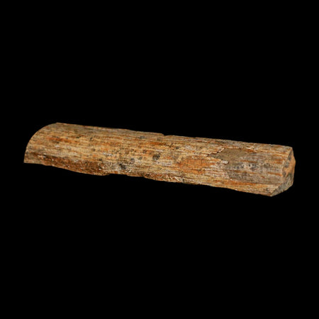 4.3" Corythosaurus Fossil Limb Bone Section Judith River Cretaceous Dinosaur COA