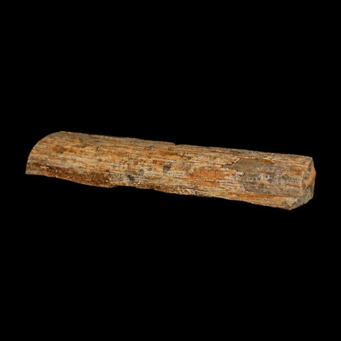 4.3" Corythosaurus Fossil Limb Bone Section Judith River Cretaceous Dinosaur COA - Fossil Age Minerals