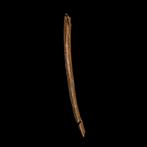 16.2" Triceratops Fossil Rib Bone Hell Creek FM Cretaceous Dinosaur MT COA Stand