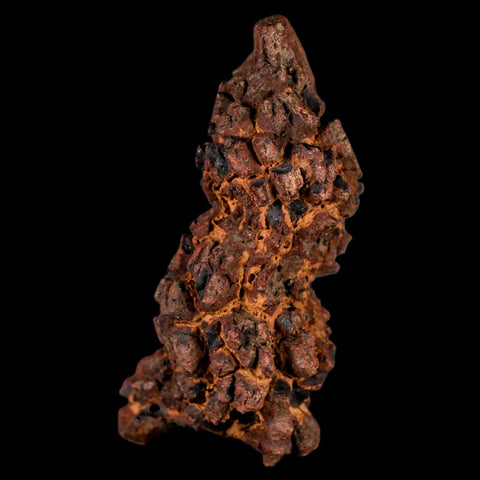 2.8" Prehistoric Coprolite Fossil Specimen Poop Dung Miocene Madagascar - Fossil Age Minerals