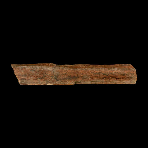 4.3" Corythosaurus Fossil Limb Bone Section Judith River Cretaceous Dinosaur COA - Fossil Age Minerals