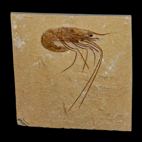 2" Fossil Shrimp Carpopenaeus Cretaceous Age 100 Mil Yrs Old Lebanon COA