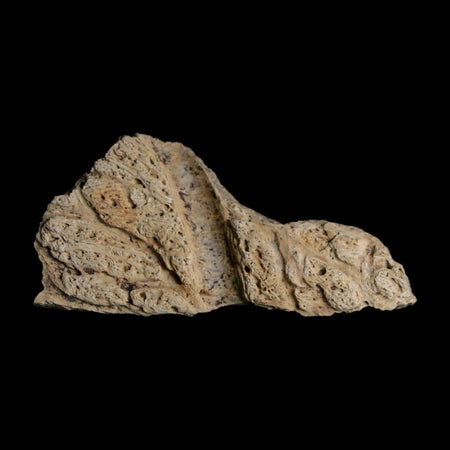 2.2" Triceratops Fossil Frill With Blood Grooves Lance Creek FM Cretaceous Dinosaur WY