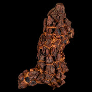 2.8" Prehistoric Coprolite Fossil Specimen Poop Dung Miocene Madagascar