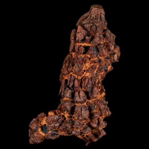 2.8" Prehistoric Coprolite Fossil Specimen Poop Dung Miocene Madagascar - Fossil Age Minerals