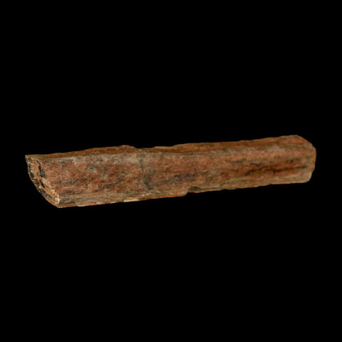 4.3" Corythosaurus Fossil Limb Bone Section Judith River Cretaceous Dinosaur COA - Fossil Age Minerals