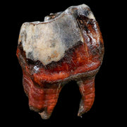 3.5" Woolly Rhinoceros Fossil Rooted Tooth Pleistocene Age Megafauna Russia COA
