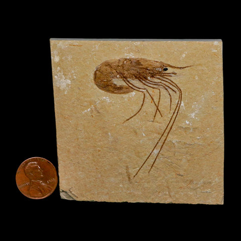 2" Fossil Shrimp Carpopenaeus Cretaceous Age 100 Mil Yrs Old Lebanon COA
