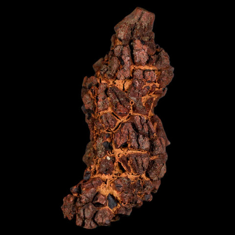 2.8" Prehistoric Coprolite Fossil Specimen Poop Dung Miocene Madagascar - Fossil Age Minerals