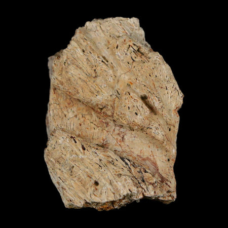 1.6" Triceratops Fossil Frill With Blood Grooves Lance Creek FM Cretaceous Dinosaur WY