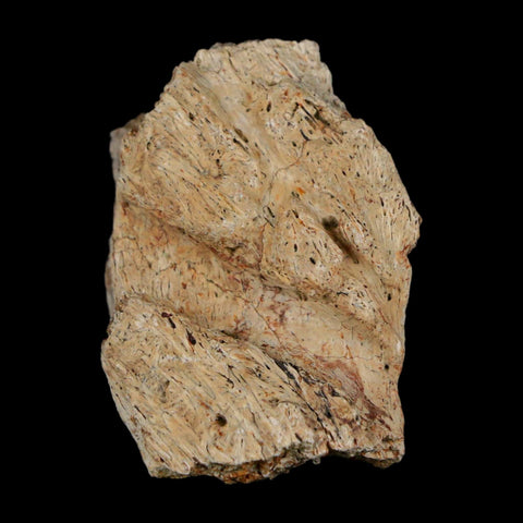 1.6" Triceratops Fossil Frill With Blood Grooves Lance Creek FM Cretaceous Dinosaur WY - Fossil Age Minerals