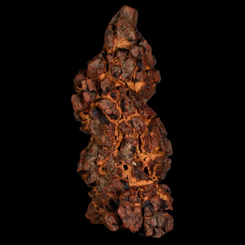 2.8" Prehistoric Coprolite Fossil Specimen Poop Dung Miocene Madagascar - Fossil Age Minerals