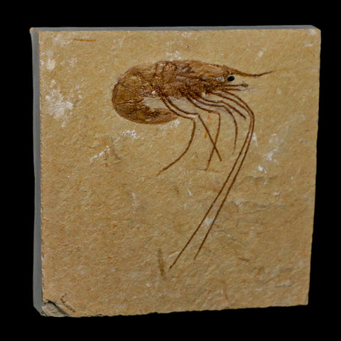 2" Fossil Shrimp Carpopenaeus Cretaceous Age 100 Mil Yrs Old Lebanon COA