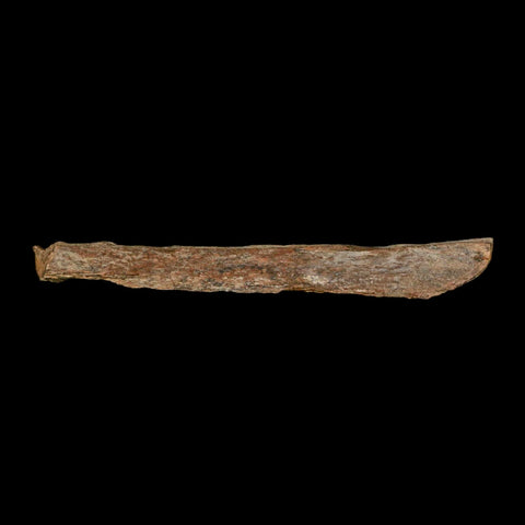 4.5" Corythosaurus Fossil Limb Bone Section Judith River Cretaceous Dinosaur COA - Fossil Age Minerals