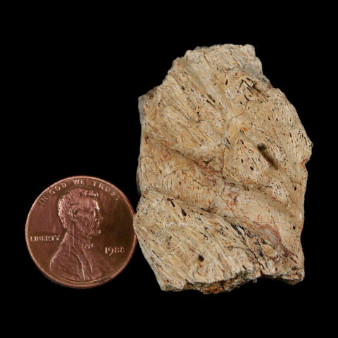 1.6" Triceratops Fossil Frill With Blood Grooves Lance Creek FM Cretaceous Dinosaur WY - Fossil Age Minerals