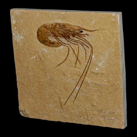 2" Fossil Shrimp Carpopenaeus Cretaceous Age 100 Mil Yrs Old Lebanon COA