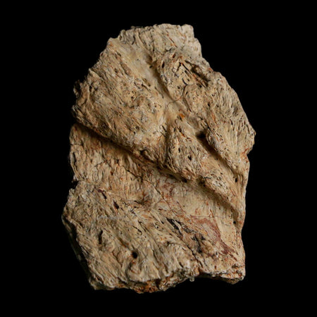 1.6" Triceratops Fossil Frill With Blood Grooves Lance Creek FM Cretaceous Dinosaur WY