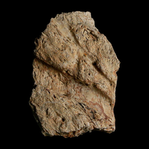 1.6" Triceratops Fossil Frill With Blood Grooves Lance Creek FM Cretaceous Dinosaur WY - Fossil Age Minerals