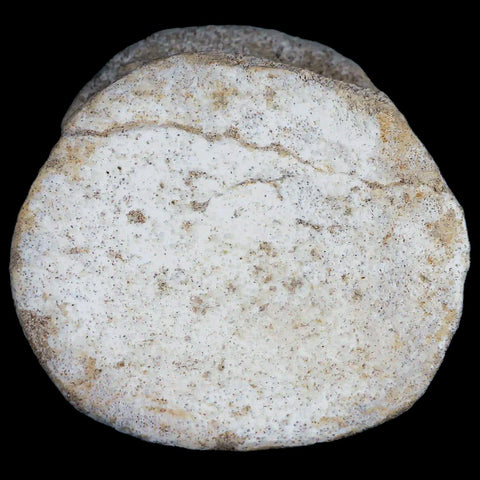 3.8" Plesiosaur Fossil Vertebrae Cretaceous Dinosaur Era Morocco Zarafasaura COA - Fossil Age Minerals
