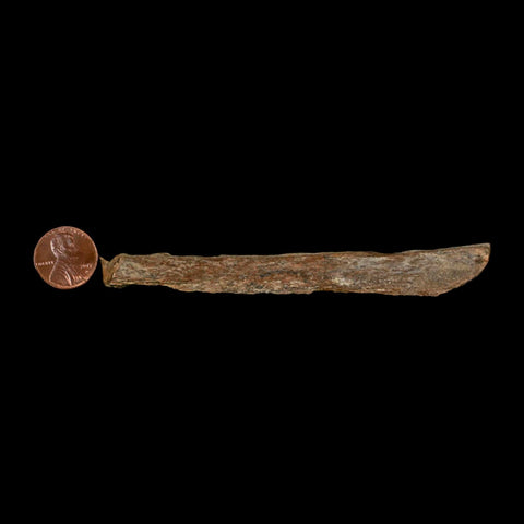 4.5" Corythosaurus Fossil Limb Bone Section Judith River Cretaceous Dinosaur COA - Fossil Age Minerals