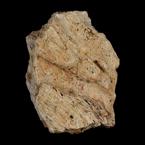 1.6" Triceratops Fossil Frill With Blood Grooves Lance Creek FM Cretaceous Dinosaur WY - Fossil Age Minerals