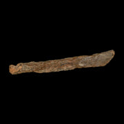 4.5" Corythosaurus Fossil Limb Bone Section Judith River Cretaceous Dinosaur COA