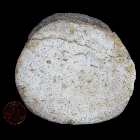 3.8" Plesiosaur Fossil Vertebrae Cretaceous Dinosaur Era Morocco Zarafasaura COA - Fossil Age Minerals