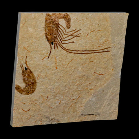 2" Fossil Shrimp Carpopenaeus Cretaceous Age 100 Mil Yrs Old Lebanon COA