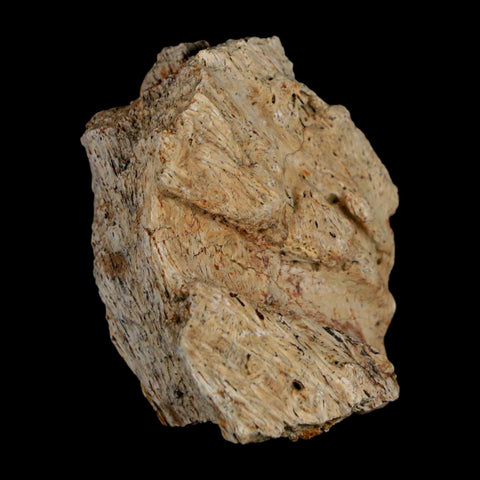 1.6" Triceratops Fossil Frill With Blood Grooves Lance Creek FM Cretaceous Dinosaur WY - Fossil Age Minerals