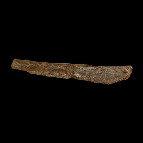 4.5" Corythosaurus Fossil Limb Bone Section Judith River Cretaceous Dinosaur COA - Fossil Age Minerals