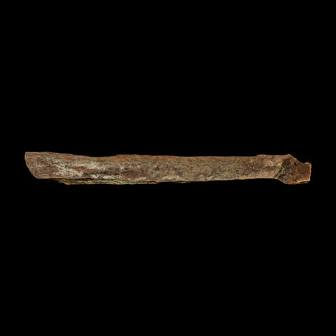 4.5" Corythosaurus Fossil Limb Bone Section Judith River Cretaceous Dinosaur COA - Fossil Age Minerals