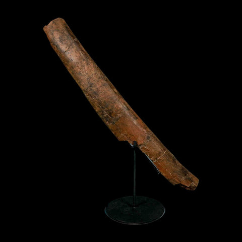 14.7" Triceratops Fossil Rib Bone Hell Creek FM Cretaceous Dinosaur MT COA Stand