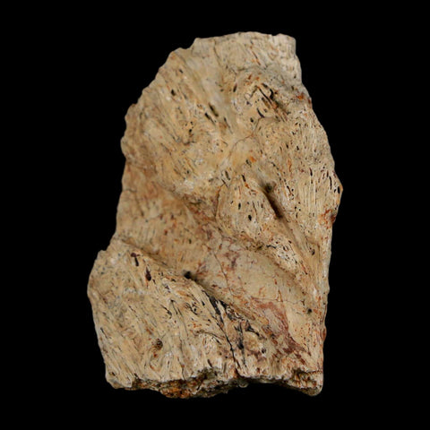 1.6" Triceratops Fossil Frill With Blood Grooves Lance Creek FM Cretaceous Dinosaur WY - Fossil Age Minerals
