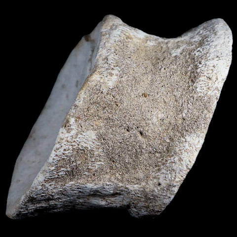 3.8" Plesiosaur Fossil Vertebrae Cretaceous Dinosaur Era Morocco Zarafasaura COA - Fossil Age Minerals