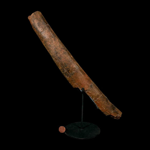 14.7" Triceratops Fossil Rib Bone Hell Creek FM Cretaceous Dinosaur MT COA Stand