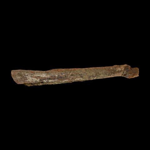 4.5" Corythosaurus Fossil Limb Bone Section Judith River Cretaceous Dinosaur COA - Fossil Age Minerals