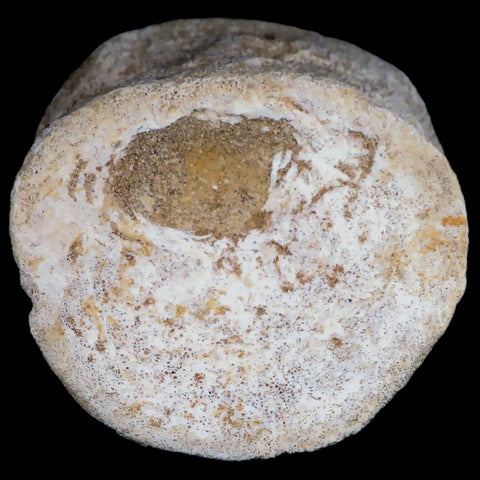 3.8" Plesiosaur Fossil Vertebrae Cretaceous Dinosaur Era Morocco Zarafasaura COA - Fossil Age Minerals