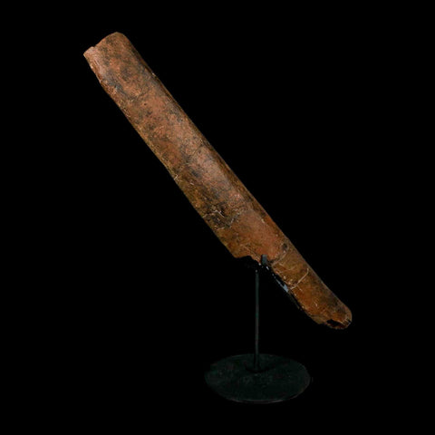 14.7" Triceratops Fossil Rib Bone Hell Creek FM Cretaceous Dinosaur MT COA Stand