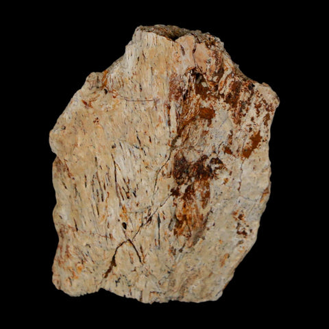 1.6" Triceratops Fossil Frill With Blood Grooves Lance Creek FM Cretaceous Dinosaur WY - Fossil Age Minerals