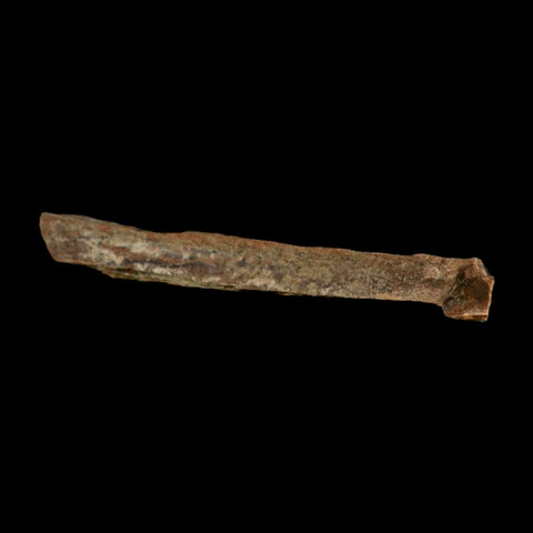 4.5" Corythosaurus Fossil Limb Bone Section Judith River Cretaceous Dinosaur COA - Fossil Age Minerals
