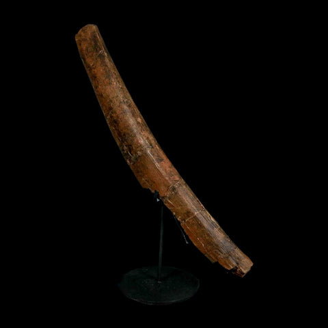 14.7" Triceratops Fossil Rib Bone Hell Creek FM Cretaceous Dinosaur MT COA Stand