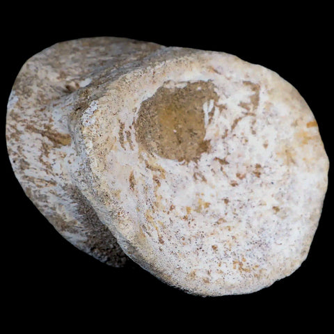3.8" Plesiosaur Fossil Vertebrae Cretaceous Dinosaur Era Morocco Zarafasaura COA - Fossil Age Minerals