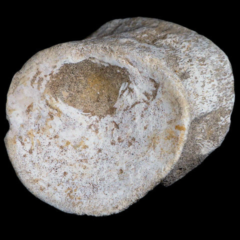 3.8" Plesiosaur Fossil Vertebrae Cretaceous Dinosaur Era Morocco Zarafasaura COA - Fossil Age Minerals